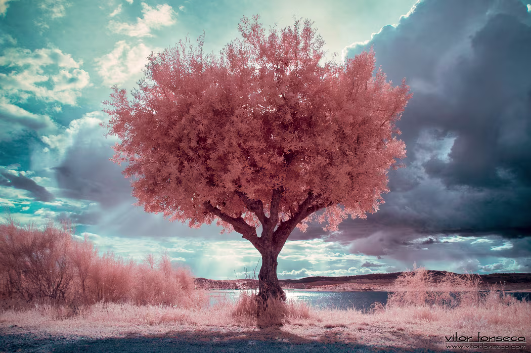 20190419-_DSC0411-Edit