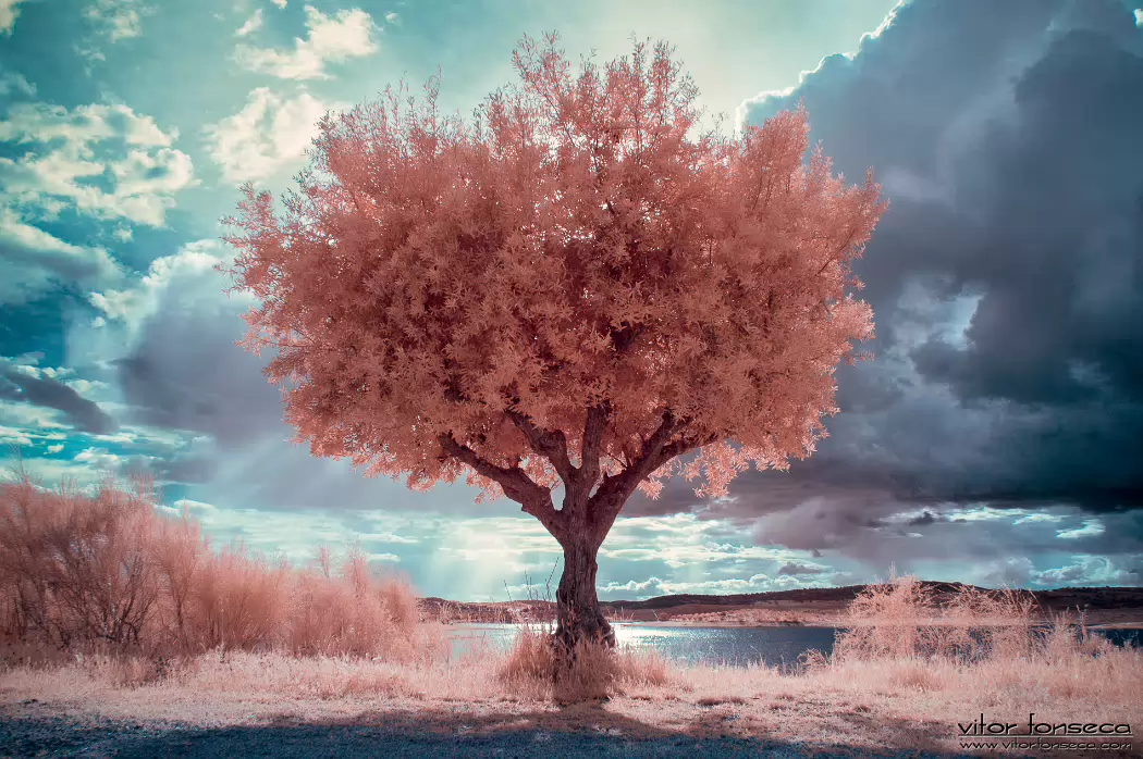 20190419-_DSC0411-Edit